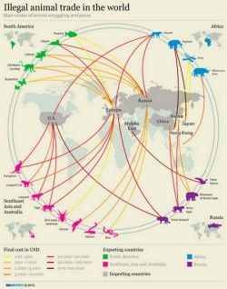 Illegal animal trade in the world