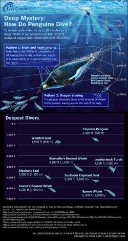 Into the Blue: The Ocean’s Deepest Divers (Infographic)