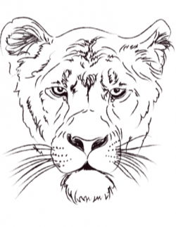 Lioness Head coloring page | Free Printable Coloring Pages