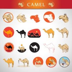 Camels