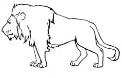 Male Lion coloring page | Free Printable Coloring Pages