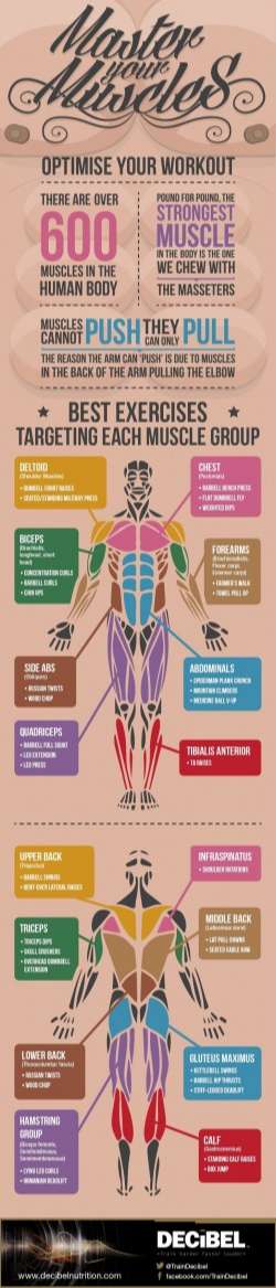 Master Your Muscles: How To Optimise Your Workout – Imgur