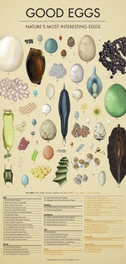 Nature’s Most Interesting Eggs