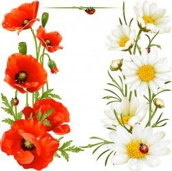 Poppies and daisies vector pictures