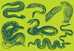Old Style Drawing Snake Vectors