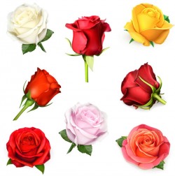 Rose vector pictures