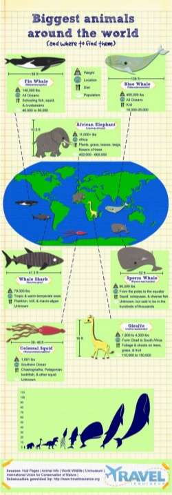 The Largest Animals in the World (& Where to Find Them)