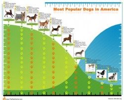 Top10 Most Popular Dogs In America Infographic