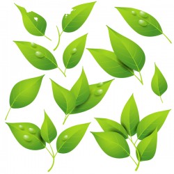 Transparent water drop with green leaves vector 02