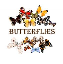 Vintage butterflies art background vector 02