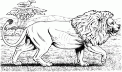 Walking African Lion coloring page | Free Printable Coloring Pages