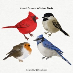 Watercolor birds in realistic style