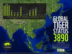 Wild Tiger Population Increases For First Time in 100 Years