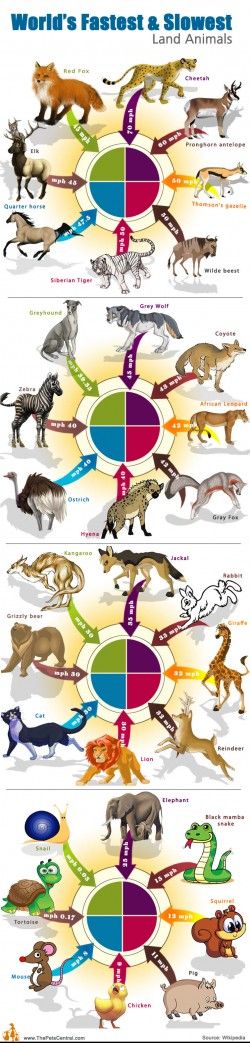 Worlds Fastest and Slowest Land Animals
