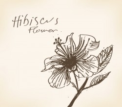 Hibiscus Flower Drawing