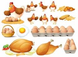 Chicken and different types of chicken products