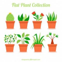 Collection of beautiful plants in flat design