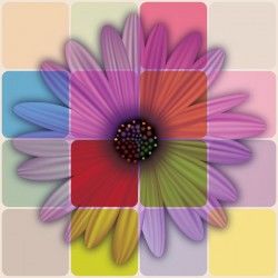 Colorful Daisy Flower Vector