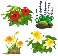 Different types of tropical flowers