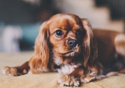 Download Wallpaper Dog, Puppy, Muzzle HD Background