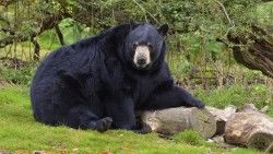 Bear, Black bear, Forest laptop 1366×768 HD Background