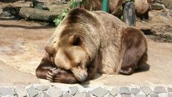 Bear, Brown bear, Lying, Nature reserve laptop 1366×768 HD Background