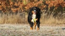 Bernese mountain dog, Berner sennenhund, Dog, Walk laptop 1366×768 HD Background