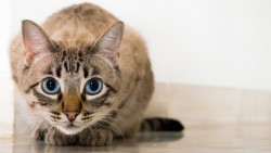 Cat, Blue-eyed, Glance laptop 1366×768 HD Background