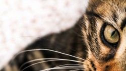 Cat, Face, Eyes laptop 1366×768 HD Background
