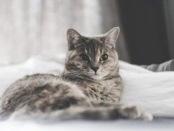 Download Wallpaper 1600×1200 Cat, Lying, Home 1600×1200 HD Background