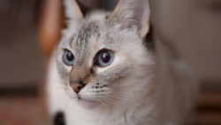 Cat, Muzzle, Blue eyes laptop 1366×768 HD Background