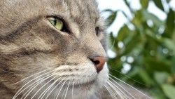 Cat, Muzzle, Tabby, Whiskers, Nose laptop 1366×768 HD Background
