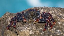 Crab, Claws, Stone laptop 1366×768 HD Background