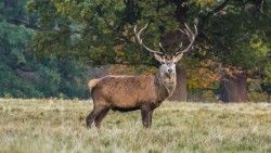 Deer, Stand, Grass laptop 1366×768 HD Background