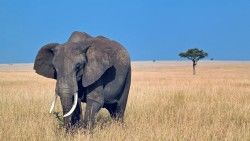 Elephant, Walk, Grass laptop 1366×768 HD Background
