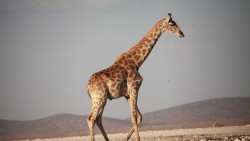 Giraffe, Walk, Africa laptop 1366×768 HD Background