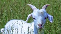 Goat, Cub, Grass, Walk laptop 1366×768 HD Background