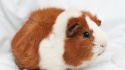 Guinea pig, Rodent, Spotted laptop 1366×768 HD Background