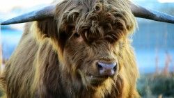 Highland, Cow, Horns laptop 1366×768 HD Background