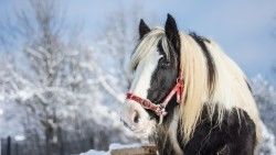 Horse, Stallion, Winter laptop 1366×768 HD Background