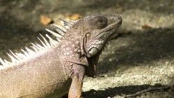 Iguana, Reptile, Shadow laptop 1366×768 HD Background