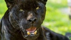 Jaguar, Predator, Big cat, Muzzle laptop 1366×768 HD Background