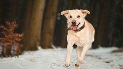 Labrador, Dog, Snow, Run laptop 1366×768 HD Background