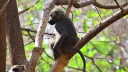 Monkey, Branch, Sitting laptop 1366×768 HD Background