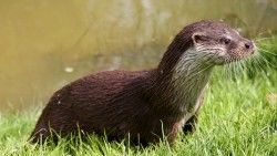 Otter, Wet, Grass laptop 1366×768 HD Background
