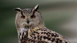 Owl, Bird, Predator laptop 1366×768 HD Background
