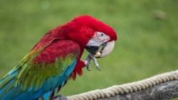 Parrot, Bird, Color, Feathers, Beak laptop 1366×768 HD Background