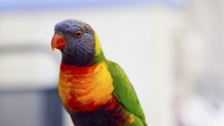 Parrot, Bird, Colorful laptop 1366×768 HD Background