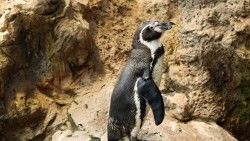 Penguin, Stones, Stand laptop 1366×768 HD Background