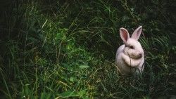 Rabbit, Hare, Grass laptop 1366×768 HD Background